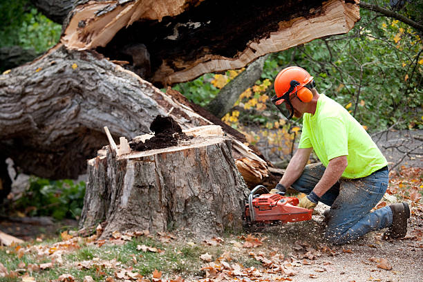 Best Fruit Tree Pruning  in Hartwell, GA